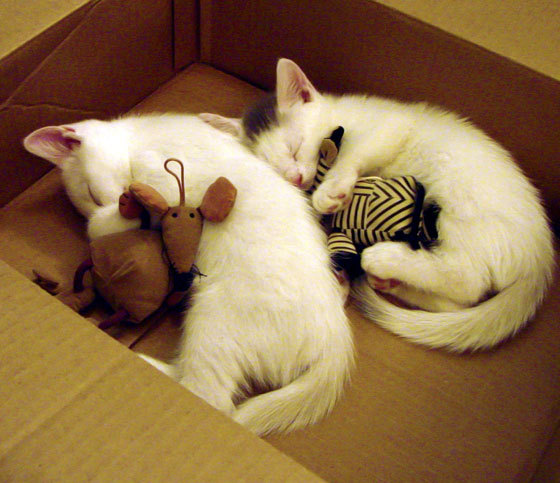 九游游戏-_世界青年赛:未来冠军的摇篮,期待无限_,世界青年锦标赛年龄限制