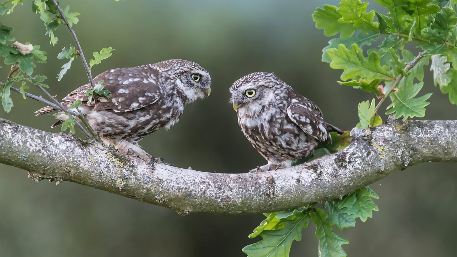 九游娱乐登录-_跨洲赛事：欧洲对抗亚洲的精彩更上一层楼_，跨欧洲和非洲的国家