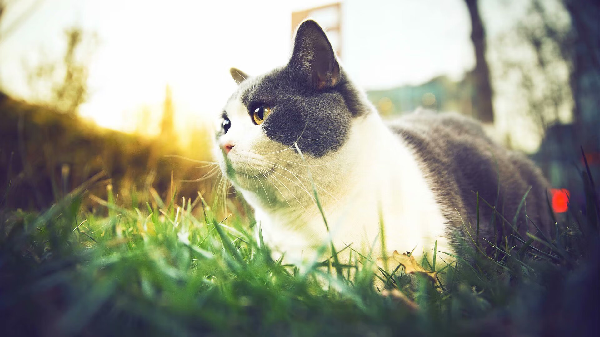 九游娱乐注册-克罗地亚马术协会设立马匹福利基金，支持马匹退休生活。，克罗地亚 黑马